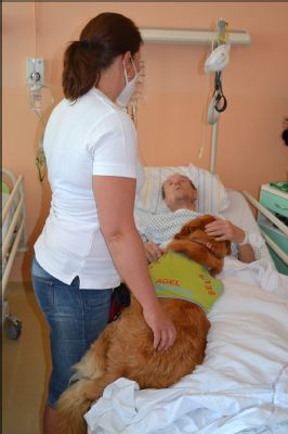 Nemocnice AGEL Valašské Meziříčí opětovně rozjíždí canisterapii. Oblíbení čtyřnozí terapeuté se vrátili k pacientům po více než roce